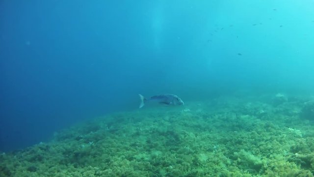 Fish underwater - Scuba diving in the Mediterranean sea - Dentex dentex fish