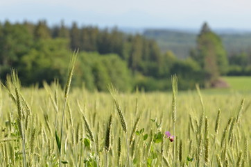 Rural german grain field landscape
