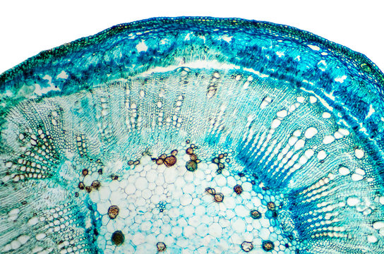 Stem of cotton cross section. Light microscope slide with microsection of plants of the genus Gossypium in the mallow family Malvaceae. Plant anatomy. Biology. Photo.
