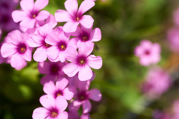 カタバミの花