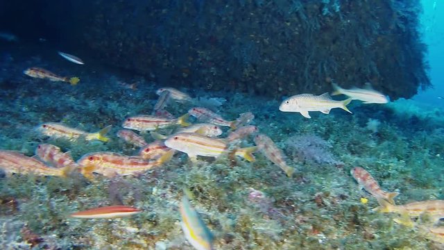 Red mullets fishes at the bottom - Diving in Majorca Spain