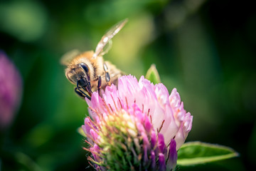 Biene sammelt Blütenstaub
