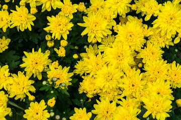 A bunch of sunflowers - horizontal