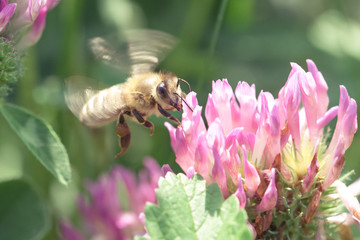 Biene sammelt Blütenstaub