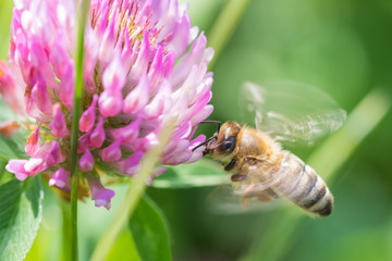 Biene sammelt Blütenstaub