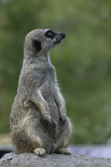 Fototapeta premium Meerkat in captivity - on guard