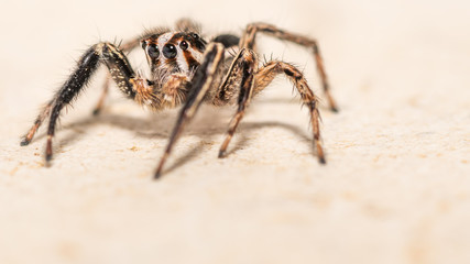 Isolated macro of an adult jumping spider