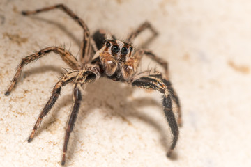 Isolated macro of an adult jumping spider