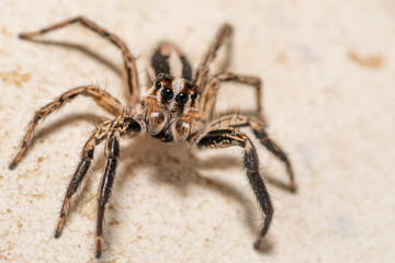 Isolated macro of an adult jumping spider
