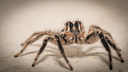 Isolated macro of an adult jumping spider