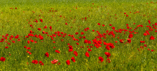 Obraz premium Summer sunset at red field of poppies, gorgeous nature