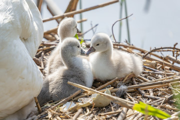 Schwan mit Jungtieren