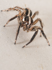 Isolated macro of an adult jumping spider