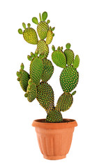 Opuntia cactus isolated on white background