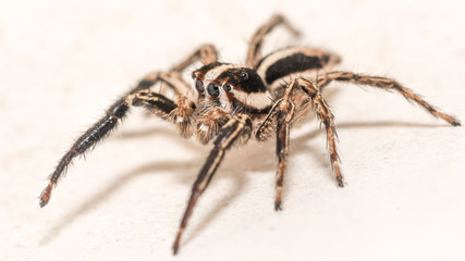Isolated macro of an adult jumping spider