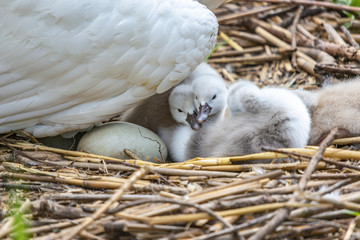 Schwan mit Jungtieren