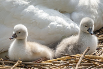 Schwan mit Jungtieren