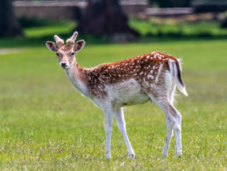 Young Red Deer
