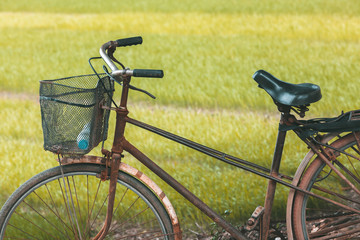 Fototapeta na wymiar Old bicycle in front of a rice field in Vietnam