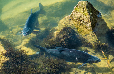 Fototapeta premium Incredibly reach wildlife on the crystal clear water of the Upper Zurich Lake (Obersee) shores along the Holzsteg, between Hurden (Schwyz) and Rapperswil (Sankt Gallen), Switzerland