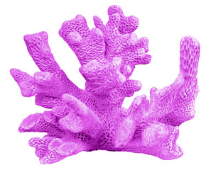 coral isolated on white background © Dmitry