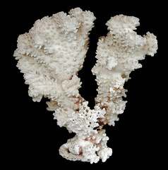 coral isolated on black background © Dmitry