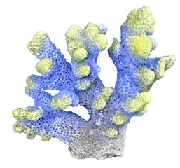 coral isolated on white background © Dmitry