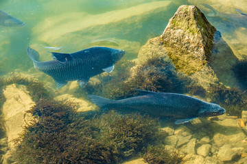 Fototapeta premium Incredibly reach wildlife on the crystal clear water of the Upper Zurich Lake (Obersee) shores along the Holzsteg, between Hurden (Schwyz) and Rapperswil (Sankt Gallen), Switzerland