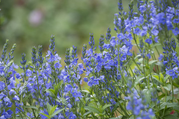 Veronica prostrata - speedwell in the garden