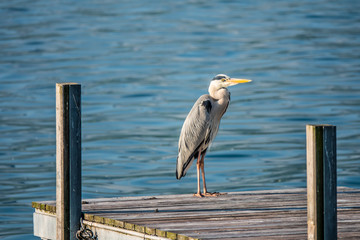 Great heron and black-headed gulls on a boat dock in Hurden, a gorgeous medieval village on the...