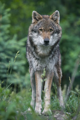 Naklejka premium wolf in a forest - close up