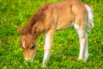 Naklejka na ściany i meble A newborn pony foal with its mother on the lake shore grasslands of the Upper Zurich Lake (Obersee), Rapperswil Jona, Sankt Gallen, Switzerland