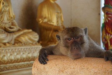 Monky & Buddha