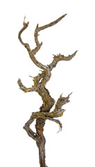 Close up of dry branch