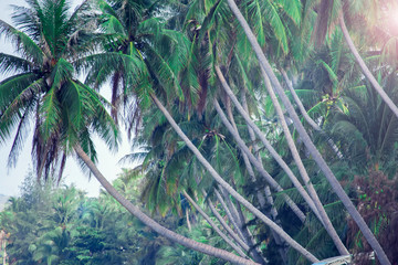 Coconut palm trees, beautiful tropical background, vintage filter