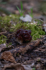 Spring fungi Gyromitra esculenta known as False morel in forest