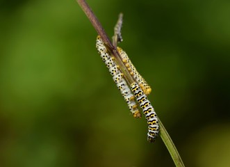 Tree caterpillars on a branch