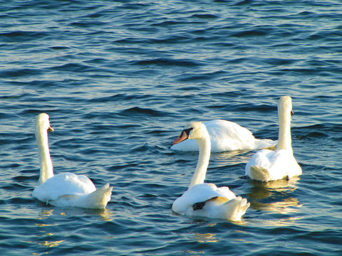 Four white swans floats in blue water of lake.