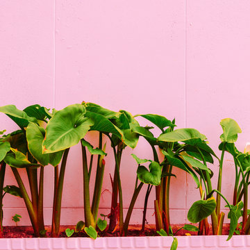 Plant on pink concept. Green fashion mood