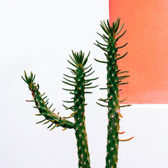 Cactus in urban location. Plant on pink concept. Cactus lover