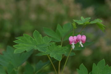 Broken hearts in a green surrounding.