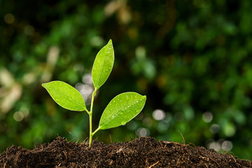 Selective focus on Little seedling in black soil