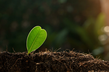 Selective focus on Little seedling in black soil
