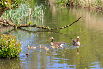 Goose Parents With Their Youngs In Nature