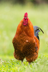 cock on the grass