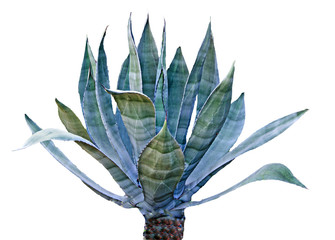 Aloe isolated on white background