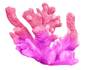 coral isolated on white background © Dmitry