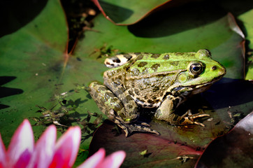 Frog