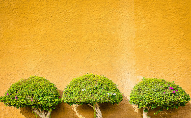 Decorative Plants on the Wall. Three plants, nicely maintained and trimmed grown on an ochre wall...