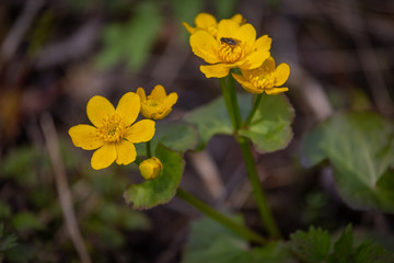 Spring background with yellow meadow flower Caltha palustris, known as marsh-marigold and kingcup. Flowering gold colour plants in Early Spring.